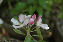 Load image into Gallery viewer, Apple - Braeburn