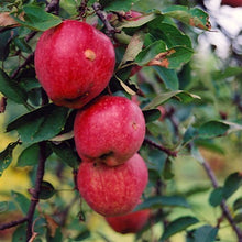 Load image into Gallery viewer, Apple - Braeburn