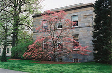 Load image into Gallery viewer, Dogwood - Pink Flowering