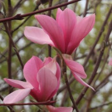 Load image into Gallery viewer, Magnolia - Blushing Belle