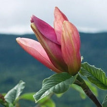 Load image into Gallery viewer, Magnolia - Daybreak