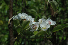 Load image into Gallery viewer, Pear - Shinseiki