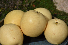 Load image into Gallery viewer, Pear - Shinseiki