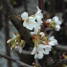 Load image into Gallery viewer, Cherry - Stella