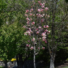 Load image into Gallery viewer, Magnolia - Daybreak