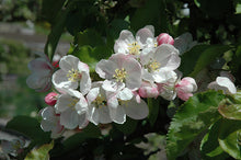 Load image into Gallery viewer, Apple - Jonagold