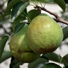 Load image into Gallery viewer, Pear - Bartlett
