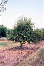 Load image into Gallery viewer, Pear - Bartlett