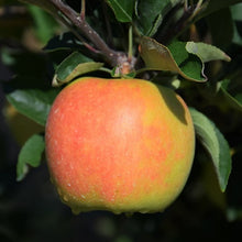Load image into Gallery viewer, Apple - Ambrosia
