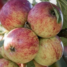 Load image into Gallery viewer, Apple - Gravenstein
