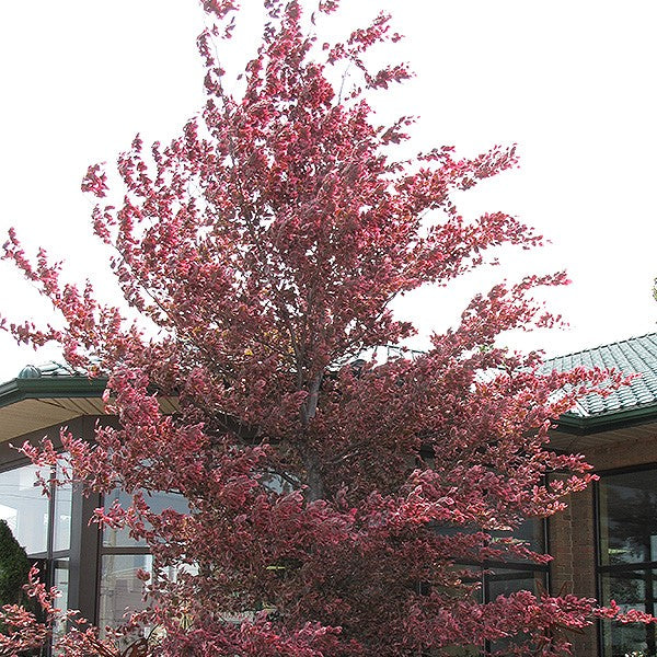 Beech – Tricolor