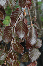 Load image into Gallery viewer, Beech - Purple Fountain
