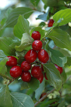 Load image into Gallery viewer, Dogwood - Cornelian Cherry

