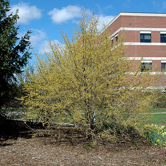 Dogwood - Cornelian Cherry