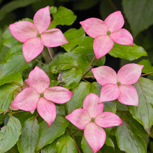 Load image into Gallery viewer, Dogwood - Satomi
