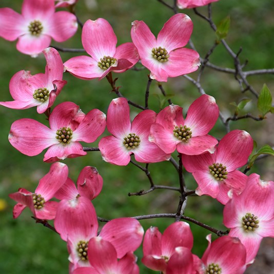 Dogwood - Pink Flowering