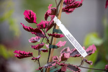 Load image into Gallery viewer, Beech – Tricolor
