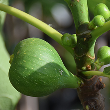 Load image into Gallery viewer, Fig - Peter's Honey
