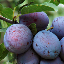 Load image into Gallery viewer, Plum - French
