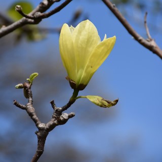 Magnolia - Butterflies