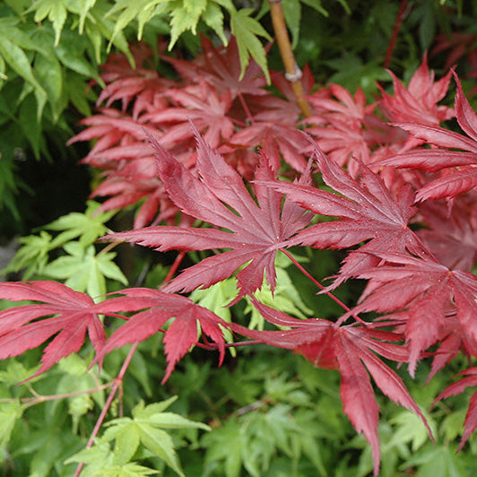 Maple - Japanese Trompenburg