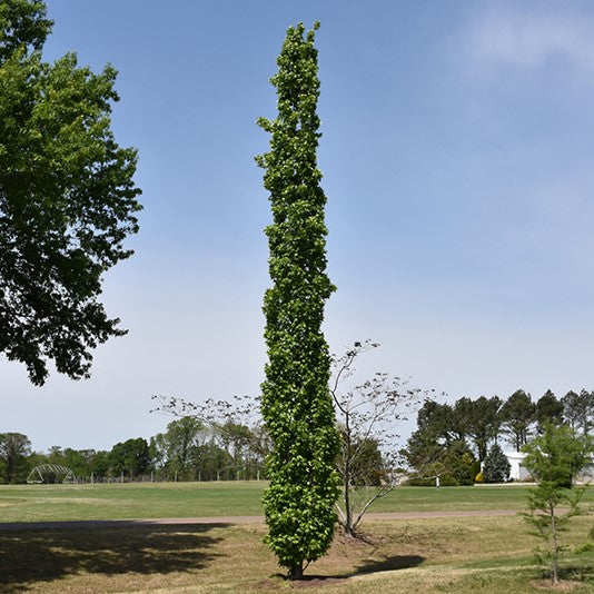 Sweetgum – Slender Silhouette