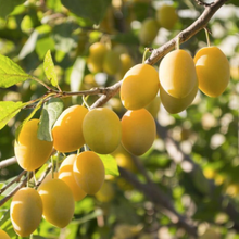 Load image into Gallery viewer, Plum - Yellow Egg
