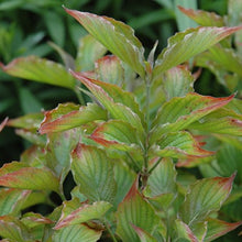 Load image into Gallery viewer, Dogwood - Red Pygmy
