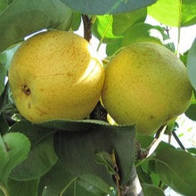 Load image into Gallery viewer, Pear - Shinseiki
