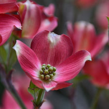 Load image into Gallery viewer, Dogwood - Red Pygmy
