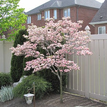 Load image into Gallery viewer, Dogwood - Satomi
