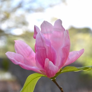 Magnolia - Daybreak