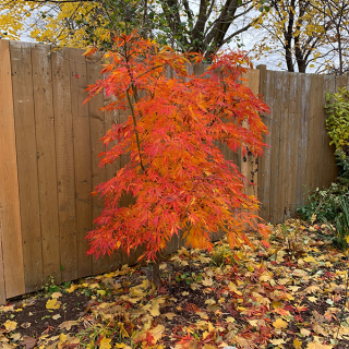 Maple - Japanese Elegans