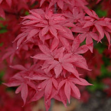 Load image into Gallery viewer, Maple - Japanese Twombly's Red Sentinel
