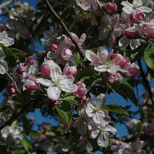 Load image into Gallery viewer, Apple - Ambrosia
