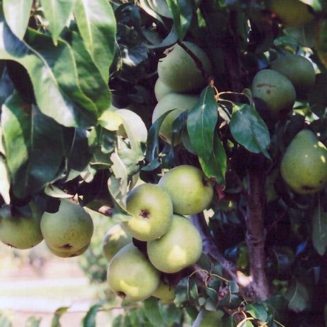 Pear - Anjou