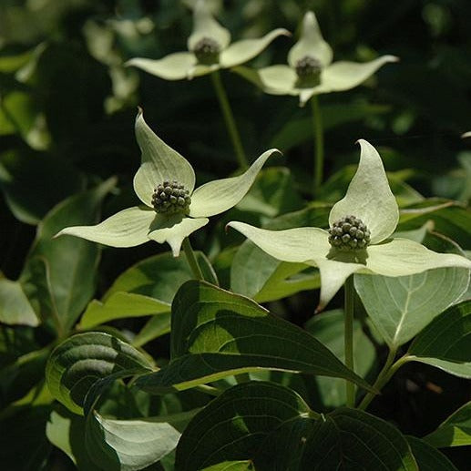 Dogwood - Blue Shadow