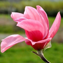 Load image into Gallery viewer, large pink magnolia flower
