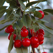 Load image into Gallery viewer, Cherry - Evans

