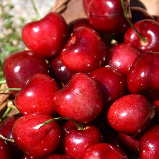 Cherry - Sweetheart