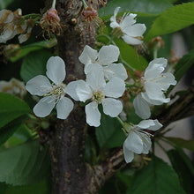 Load image into Gallery viewer, Cherry - Rainier
