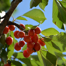 Load image into Gallery viewer, Cherry - Rainier
