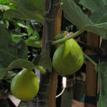 Load image into Gallery viewer, Fig - Peter's Honey
