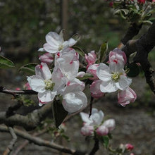 Load image into Gallery viewer, white and pink apple blossoms
