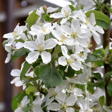 Load image into Gallery viewer, Apple - Honeycrisp
