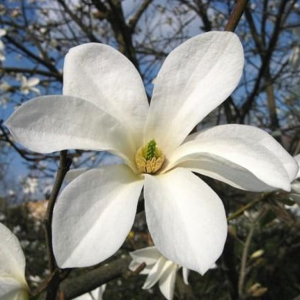 one larger magnolia bloom