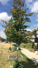 Load image into Gallery viewer, Parrotia - Persian Spire
