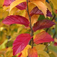 Load image into Gallery viewer, red and orange leaves of parrotia
