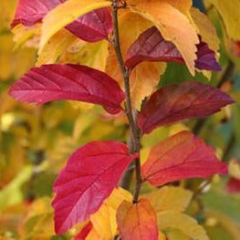 red and orange leaves of parrotia