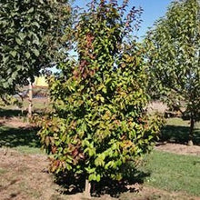 Load image into Gallery viewer, full length of parrotia in a nursery
